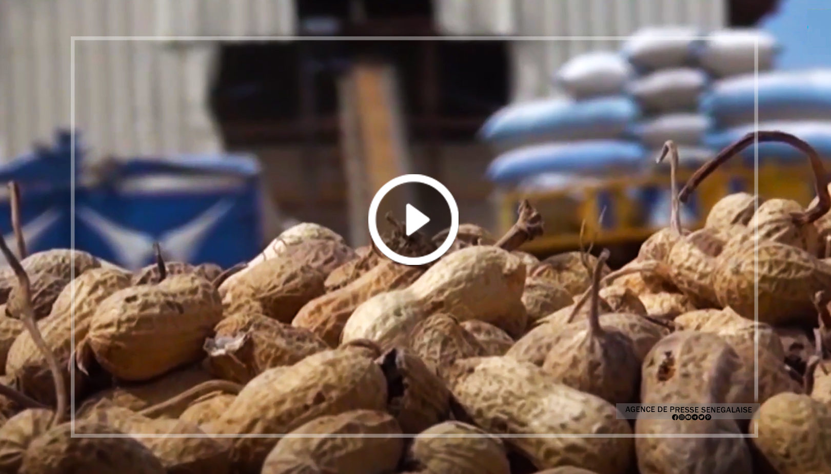 VIDEO / Campagne de commercialisation de l’arachide : le CNCR tire un bilan mitigé
